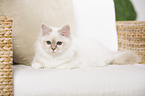 Sacred Birman on sofa