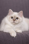 lying Sacred Birman