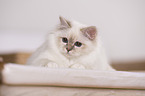 lying Sacred Birman