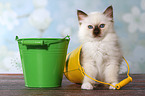 sitting Sacred Birman kitten