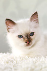 lying Sacred Birman kitten