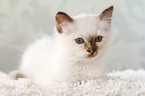 lying Sacred Birman kitten