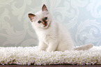 sitting Sacred Birman kitten