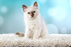 sitting Sacred Birman kitten