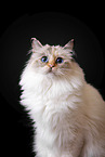 Sacred Birman