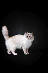 Sacred Birman