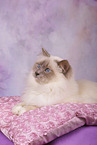 Sacred Birman tomcat