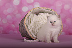 Sacred Birman Kitten