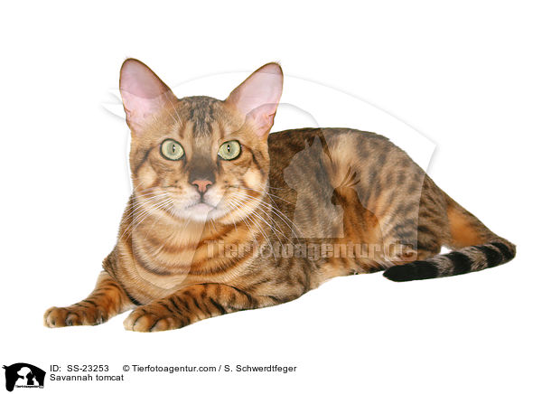 Savannah Kater / Savannah tomcat / SS-23253