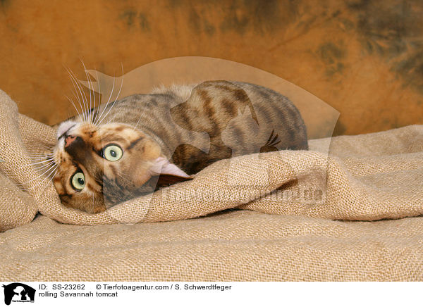 Savannah Kater / Savannah tomcat / SS-23262