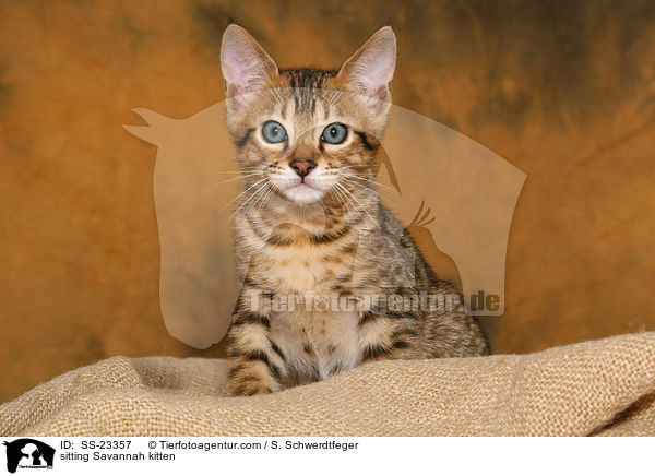 Savannah Ktzchen / Savannah kitten / SS-23357