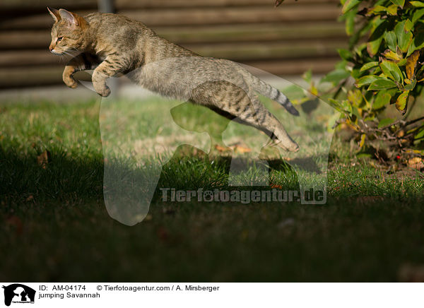 springende Savannah / jumping Savannah / AM-04174