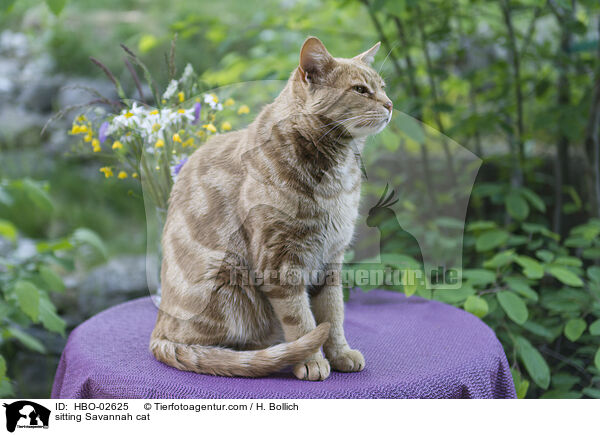 sitzende Savannah-Katze / sitting Savannah cat / HBO-02625