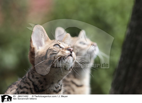 zwei Savannah Ktzchen / two Savannah kittens / JM-01482