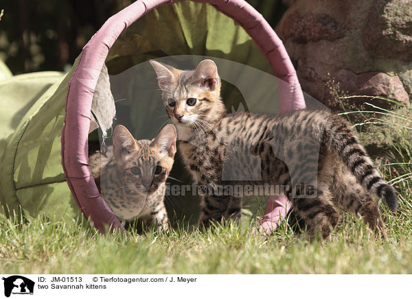 zwei Savannah Ktzchen / two Savannah kittens / JM-01513