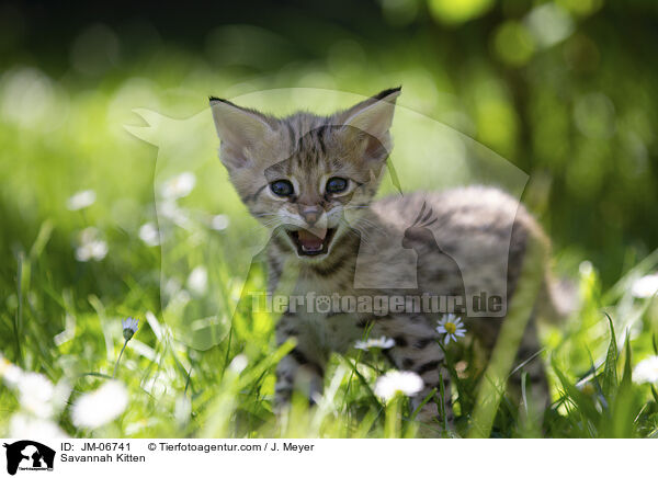 Savannah Ktzchen / Savannah Kitten / JM-06741