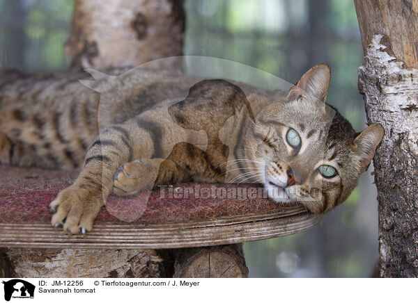 Savannah Kater / Savannah tomcat / JM-12256