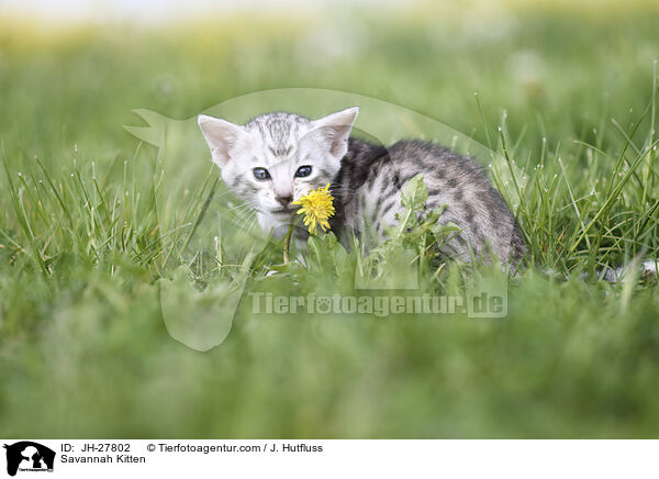 Savannah Ktzchen / Savannah Kitten / JH-27802