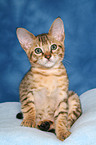 sitting Savannah kitten