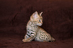 Savannah Kitten