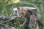 Savannah kitten