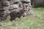 running Savannah kitten