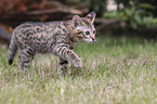 walking Savannah kitten