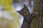 Savannah Kitten