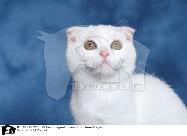 Schottische Faltohrkatze Portrait / Scottish Fold Portrait / SS-11725