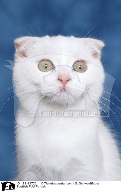 Schottische Faltohrkatze Portrait / Scottish Fold Portrait / SS-11726