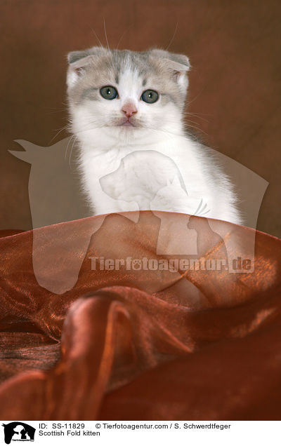 Scottish Fold Ktzchen / Scottish Fold kitten / SS-11829