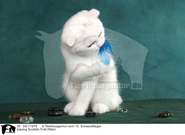 spielendes Scottish Fold Ktzchen / playing Scottish Fold Kitten / SS-11975