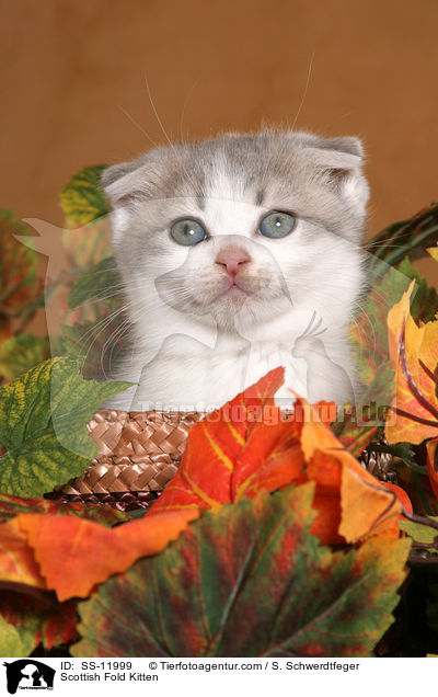 Scottish Fold Ktzchen / Scottish Fold Kitten / SS-11999