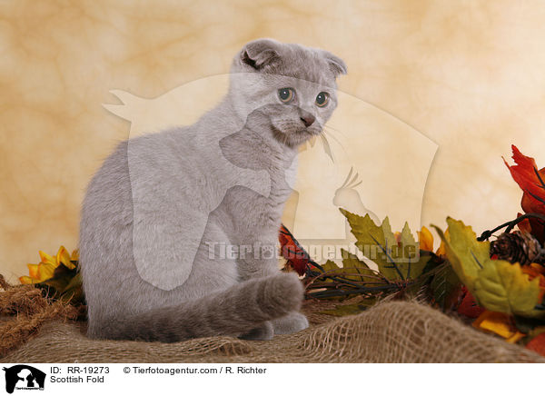 Schottische Faltohrkatze / Scottish Fold / RR-19273