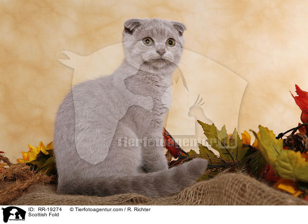 Schottische Faltohrkatze / Scottish Fold / RR-19274