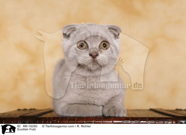 Schottische Faltohrkatze / Scottish Fold / RR-19280