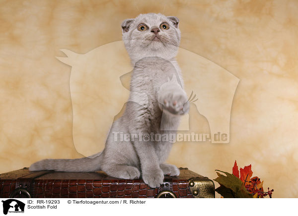 Schottische Faltohrkatze / Scottish Fold / RR-19293