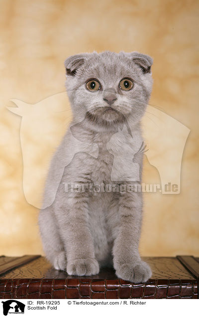 Schottische Faltohrkatze / Scottish Fold / RR-19295