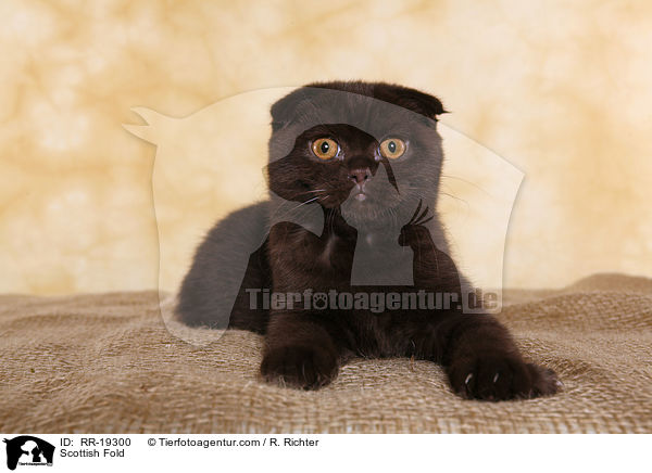 Schottische Faltohrkatze / Scottish Fold / RR-19300