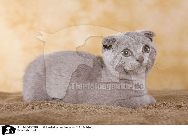 Schottische Faltohrkatze / Scottish Fold / RR-19308