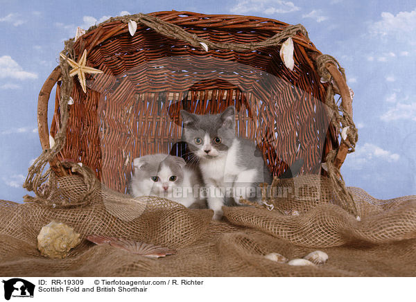 Scottish Fold & Britisch Kurzhaar / Scottish Fold and British Shorthair / RR-19309