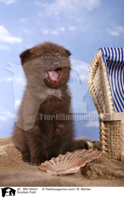 Schottische Faltohrkatze / Scottish Fold / RR-19403