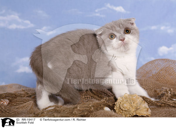 Schottische Faltohrkatze / Scottish Fold / RR-19417