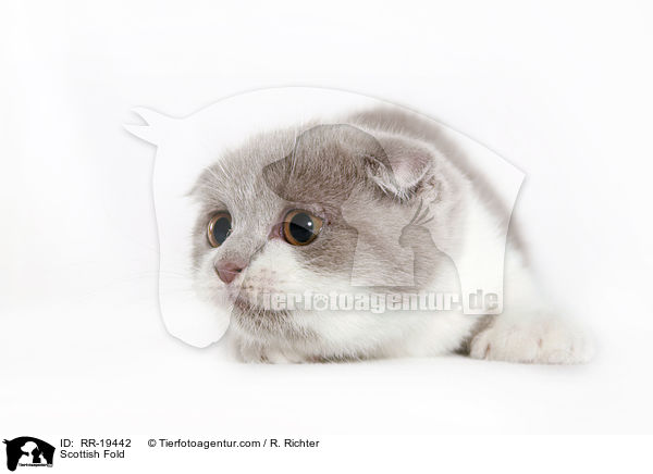 Schottische Faltohrkatze / Scottish Fold / RR-19442