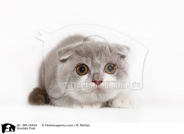 Schottische Faltohrkatze / Scottish Fold / RR-19444