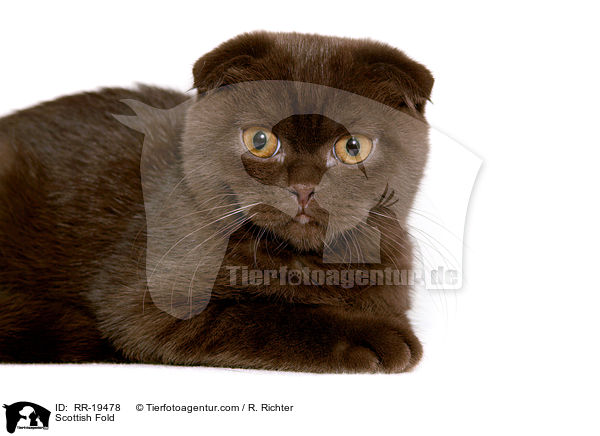 Schottische Faltohrkatze / Scottish Fold / RR-19478