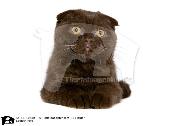 Schottische Faltohrkatze / Scottish Fold / RR-19480