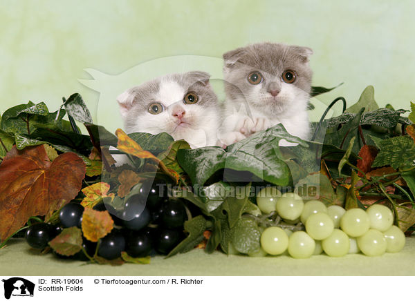 Schottische Faltohrkatzen / Scottish Folds / RR-19604