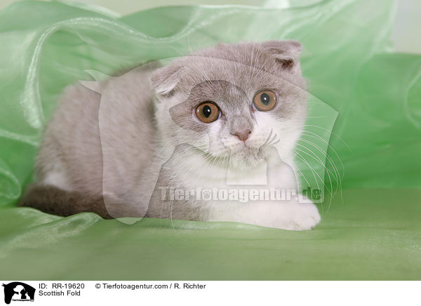 Schottische Faltohrkatze / Scottish Fold / RR-19620