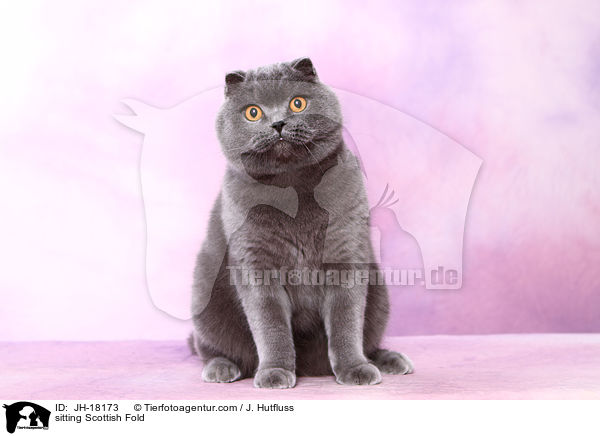 sitzende Schottische Faltohrkatze / sitting Scottish Fold / JH-18173